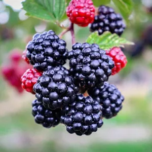 Blackberry Triple Crown